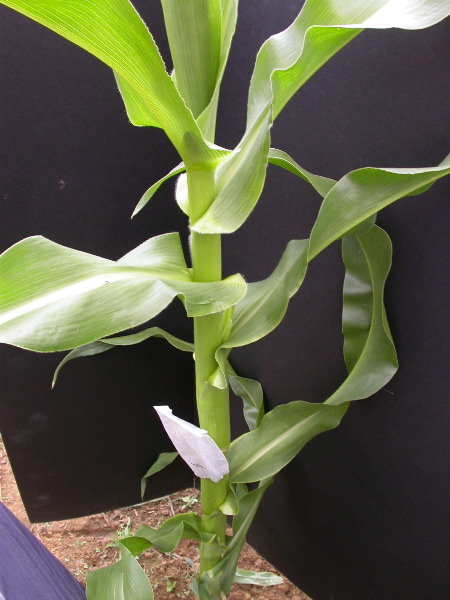 1660_ij1_Bn1_y1_713H_1973