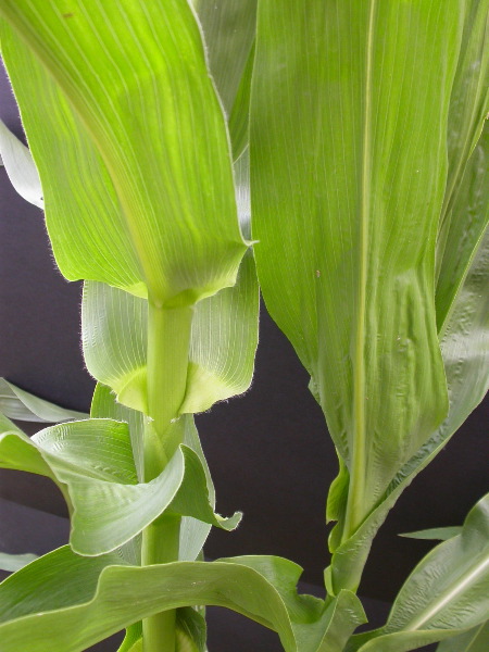 1660_ij1_Bn1_y1_713H_1974