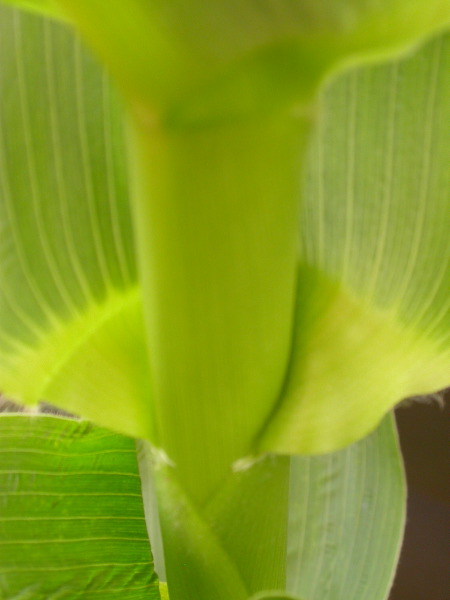 1660_ij1_Bn1_y1_713H_1975