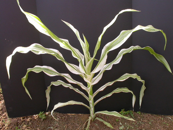 1660_ij1_Bn1_y1_713H_1977