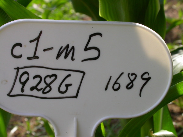 1689_c1-m5_928G_2191