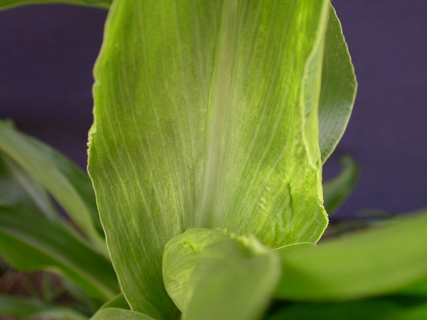 1689_c1-m5_928G_2205