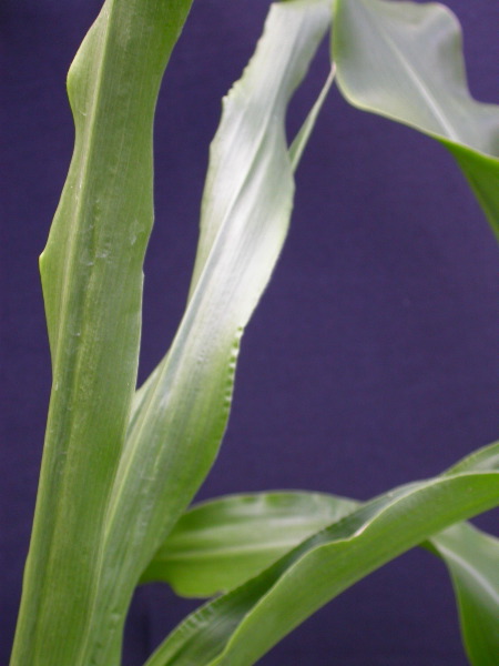 1689_c1-m5_928G_2209