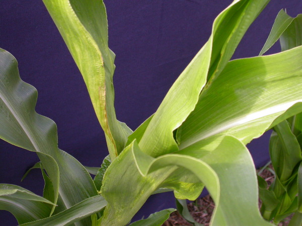 1689_c1-m5_928G_2210