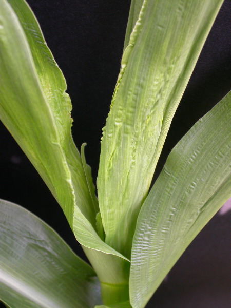 1689_c1-m5_928G_2214