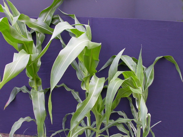 1693_bf2_sr2_X05E_2254