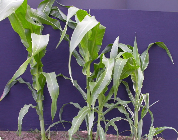 1693_bf2_sr2_X05E_2255