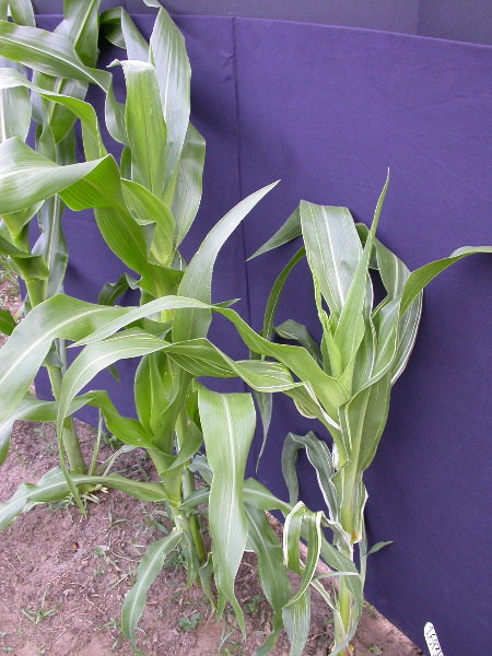 1693_bf2_sr2_X05E_2256