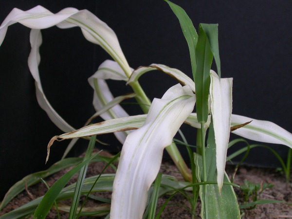 1693_bf2_sr2_X05E_2260?