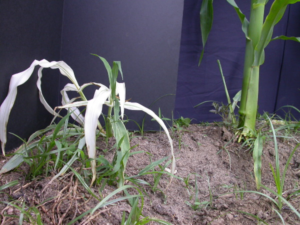 1693_bf2_sr2_X05E_2261?