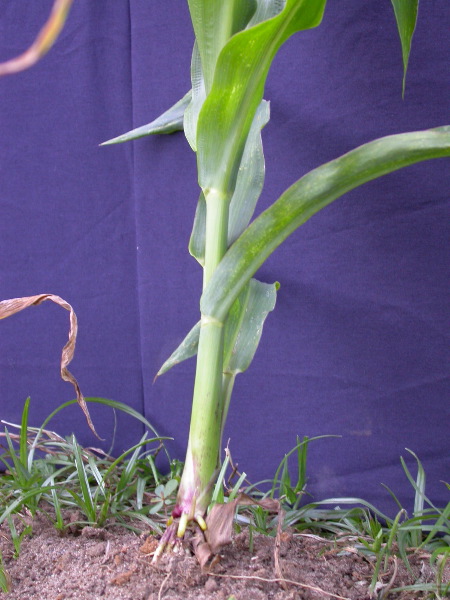 1696_r1_sn1_X05J_2284