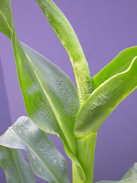 1696_r1_sn1_X05J_2285