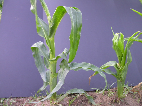 1696_r1_sn1_X05J_2286