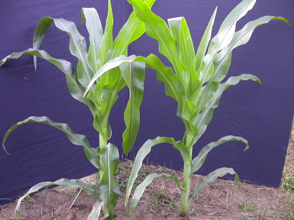 1697_r1_sn1_X05K_2288