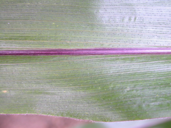 1697_r1_sn1_X05K_2295