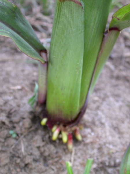 1697_r1_sn1_X05K_2296