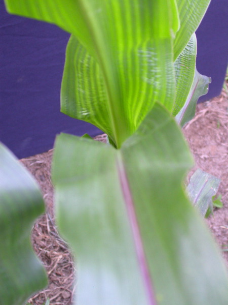 1697_r1_sn1_X05K_2298