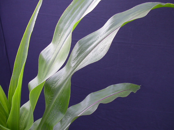 1697_r1_sn1_X05K_2299