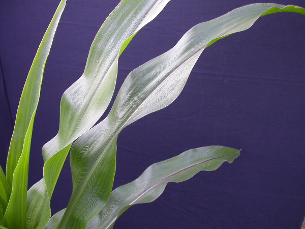 1697_r1_sn1_X05K_2300