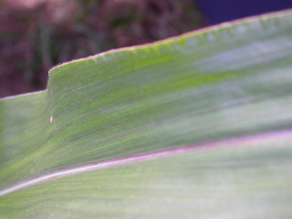 1697_r1_sn1_X05K_2303