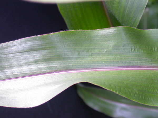 1697_r1_sn1_X05K_2304