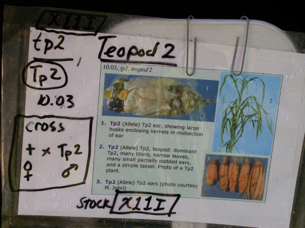 1699_Tp2_g1_sr2_X11I_2887