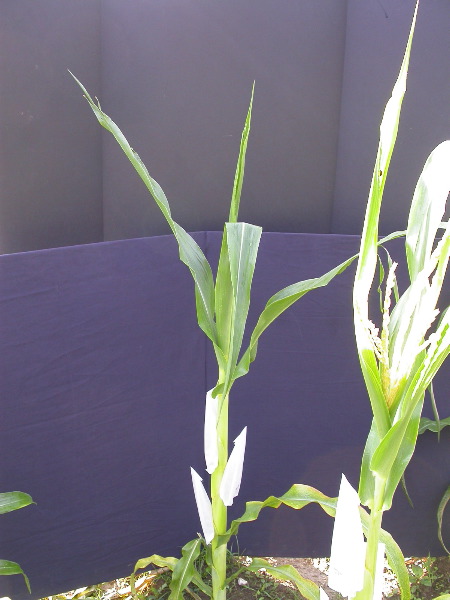 1699_Tp2_g1_sr2_X11I_2888