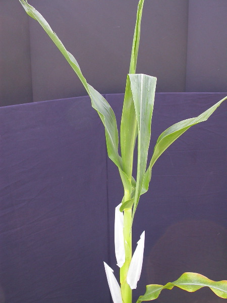 1699_Tp2_g1_sr2_X11I_2890