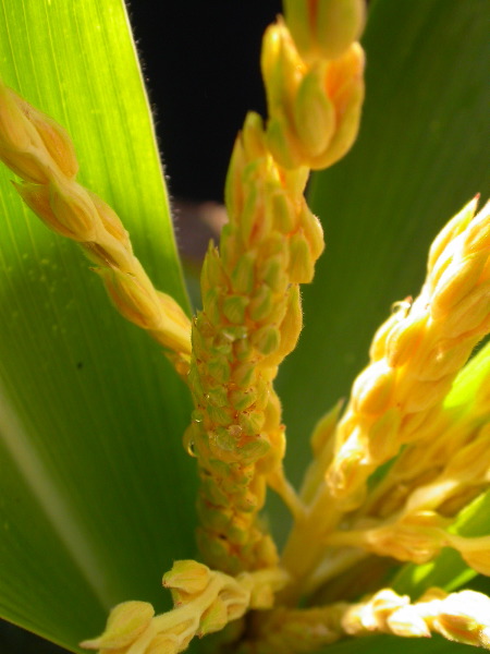 1699_Tp2_g1_sr2_X11I_2891