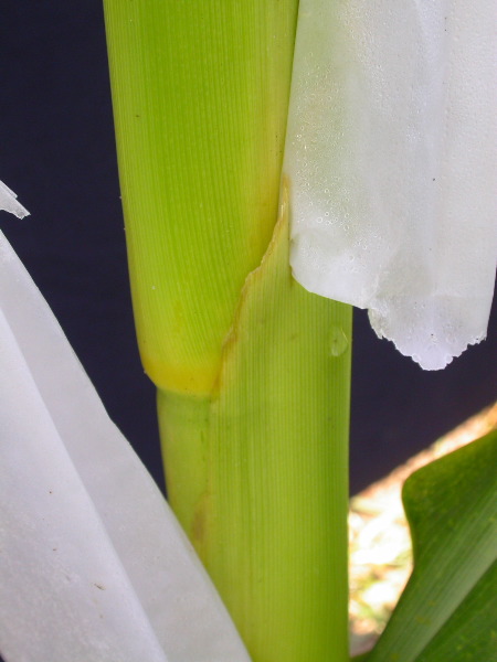 1699_Tp2_g1_sr2_X11I_2896