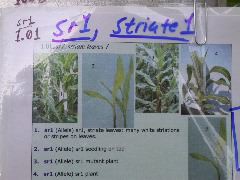 1553_sr_P1-ww_101D_1362