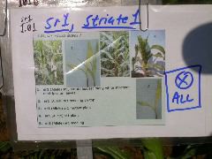 1553_sr_P1-ww_101D_1363