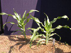 1553_sr_P1-ww_101D_1387