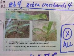 1554_zb4_P1-wr_105A_1512