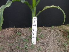 1567_bz2_gs1_bm2_126A_1501