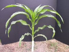 1567_bz2_gs1_bm2_126A_1502