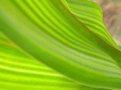 1567_bz2_gs1_bm2_126A_1504