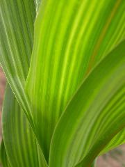 1567_bz2_gs1_bm2_126A_1505