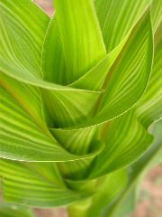 1567_bz2_gs1_bm2_126A_1507