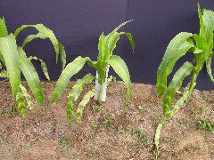 1554_zb4_P1-wr_105A_1513