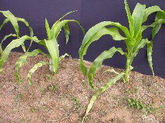 1554_zb4_P1-wr_105A_1514