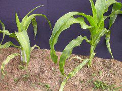 1554_zb4_P1-wr_105A_1515