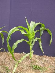 1554_zb4_P1-wr_105A_1516