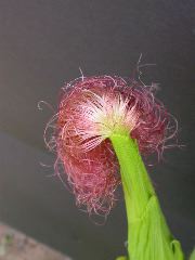 1554_zb4_P1-wr_105A_2610