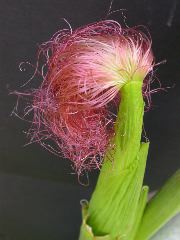 1554_zb4_P1-wr_105A_2611