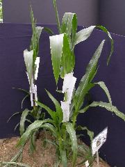 1577_B1_sk1_214J_1483