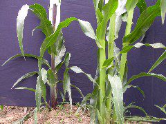 1577_B1_sk1_214J_1484