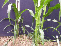 1577_B1_sk1_214J_1485