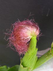 1554_zb4_P1-wr_105A_2612