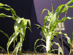 1553_sr_P1-ww_101D_1379